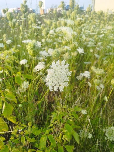 wild carrot