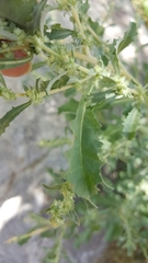 Atriplex elegans