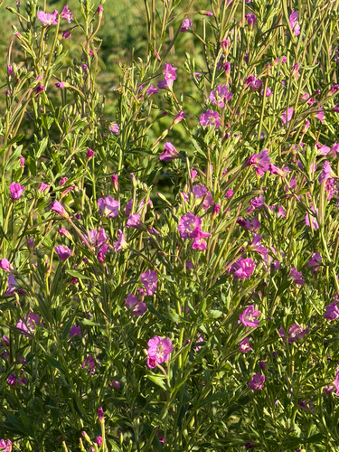 Great Willowherb