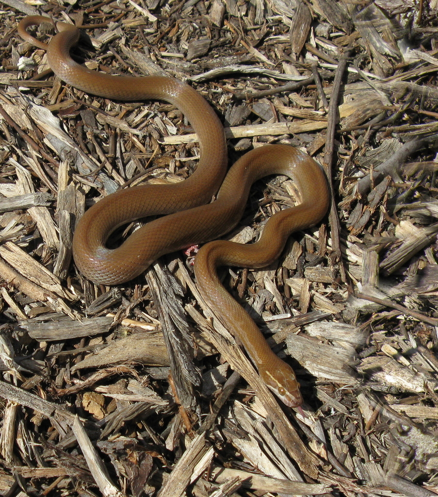 Serpent des maisons africain (Boaedon fuliginosus)