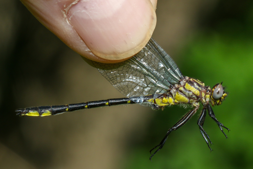 Rapids Clubtail