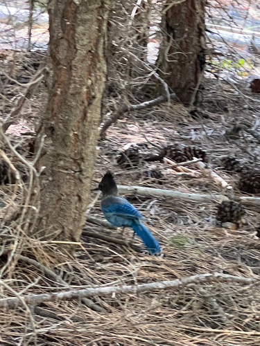 iNaturalist observation photo of Steller's Jay