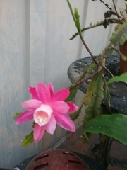 Disocactus phyllanthoides