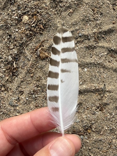 Plume de Pluvier argenté