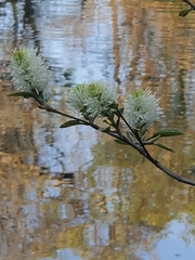 Fothergilla gardenii