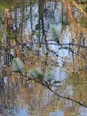 Fothergilla gardenii