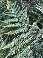 Deparia petersenii