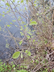 Fothergilla gardenii