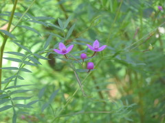 Boronia rivularis
