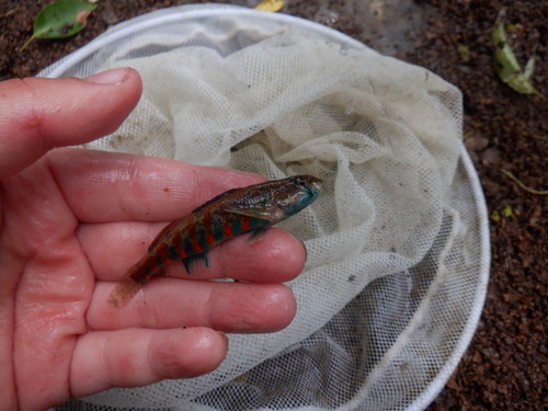 Redband Darter