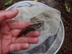 Redband Darter photo 3