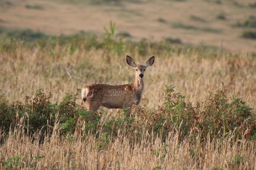 Mule Deer