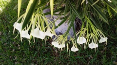 Brassavola nodosa