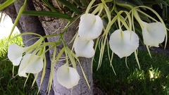 Brassavola nodosa