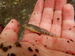 Redband Darter photo 4