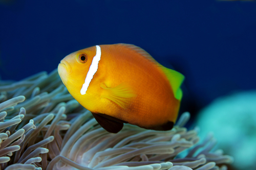 Amphiprion nigripes Regan, 1908