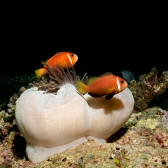 Maldive Anemonefish photo 5