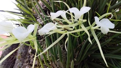 Brassavola nodosa