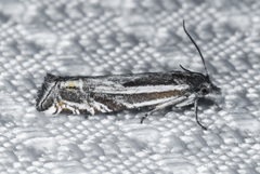 Eucosma striatana