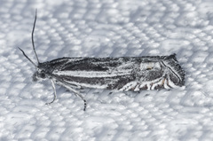 Eucosma striatana
