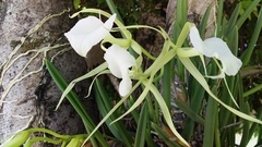 Brassavola nodosa
