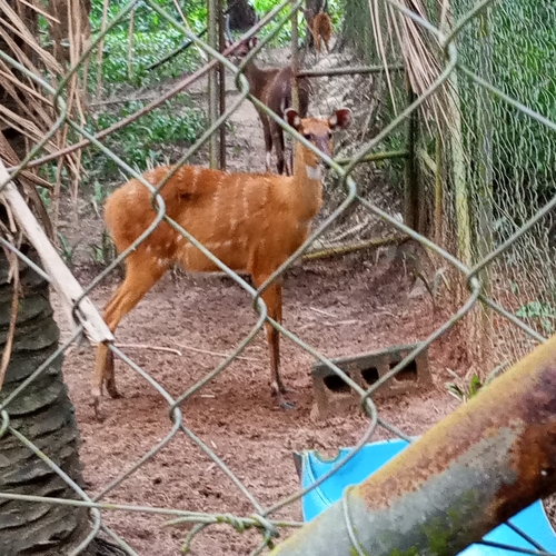 Sitatunga