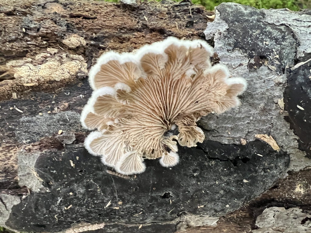 splitgill mushroom · August 2026 · photo: Photo: (c) Brian C. Hunt, some rights reserved (CC BY) · iNaturalist