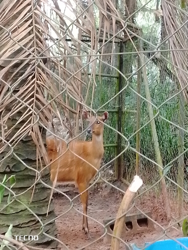 Sitatunga