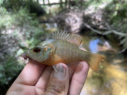 Redspotted Sunfish
