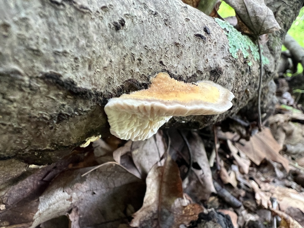 Gilled Polypore · August 2026 · photo: Photo: (c) Brian C. Hunt, some rights reserved (CC BY) · iNaturalist
