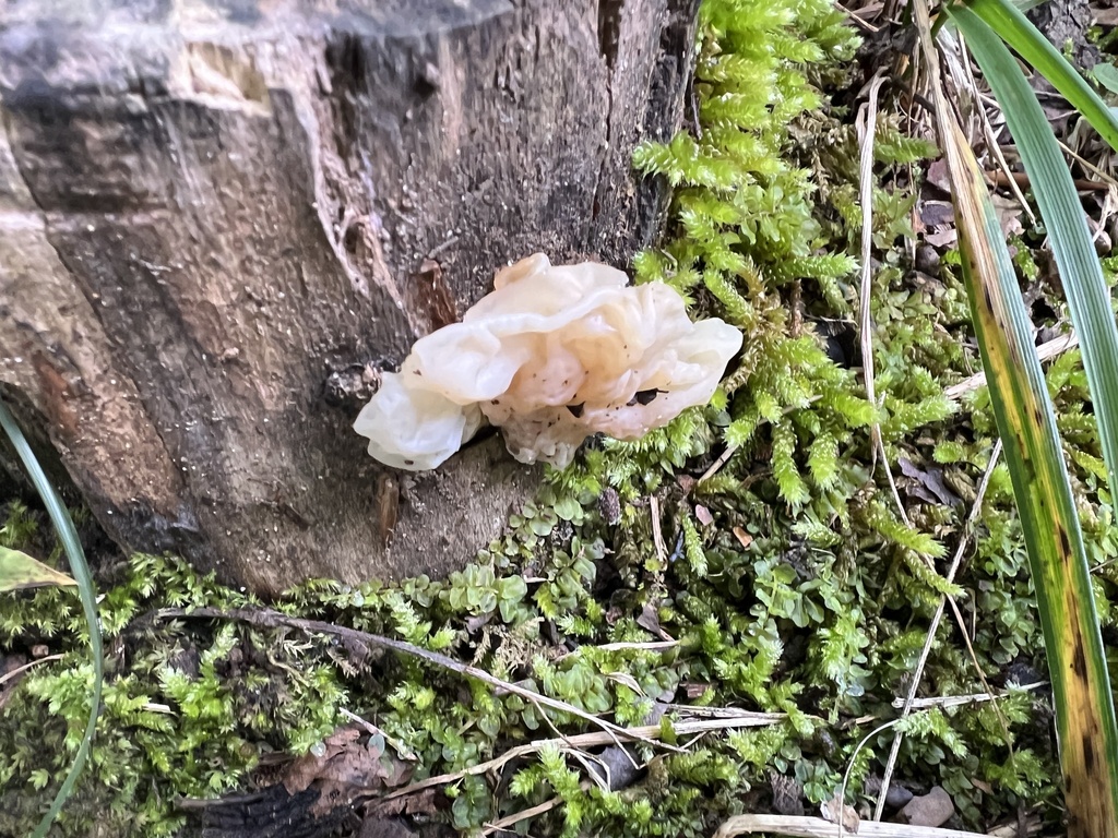 white jelly fungus · August 2026 · photo: Photo: (c) Brian C. Hunt, some rights reserved (CC BY) · iNaturalist