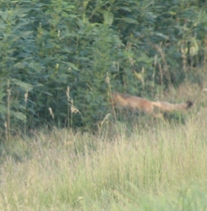 Swift Fox