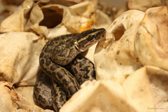 African Rock Python photo 4