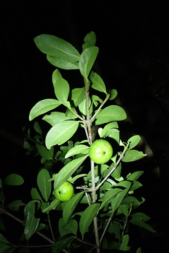 Garcinia oblongifolia observed 2026-08-03
