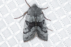 Orthosia pulchella