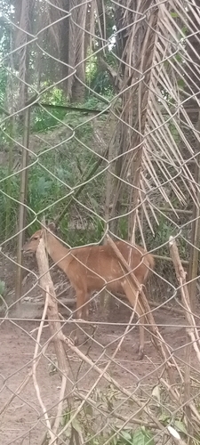 Sitatunga