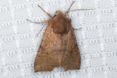 Perigonica fulminans