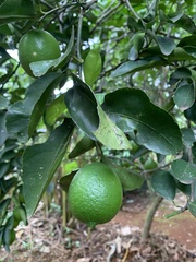 Citrus × aurantiifolia