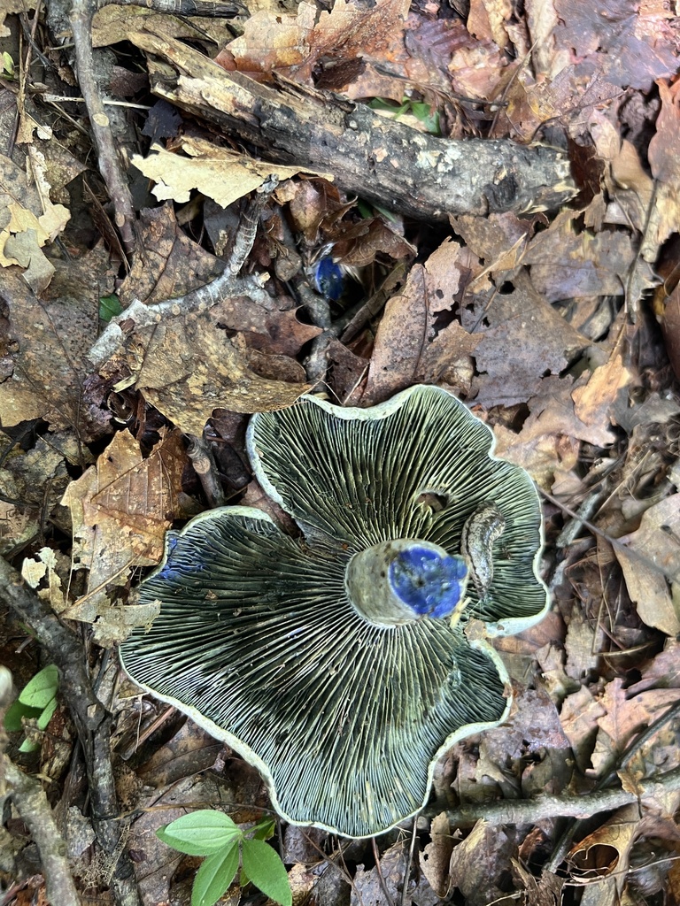 indigo milk cap · August 2026 · photo: Photo: (c) Brian C. Hunt, some rights reserved (CC BY) · iNaturalist