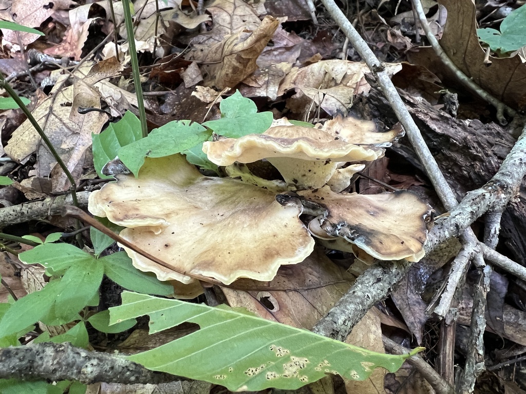 Black-staining Polypore · August 2026 · photo: Photo: (c) Brian C. Hunt, some rights reserved (CC BY) · iNaturalist