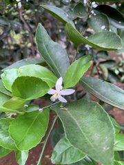 Citrus × aurantiifolia