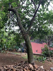 Citrus × aurantiifolia