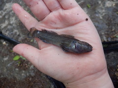 Etheostoma crossopterum