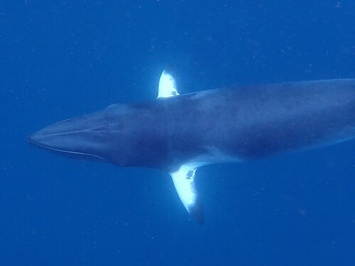 Common Minke Whale, photo 5 of 10