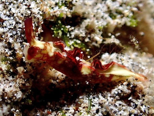 Elysia rufescens, 2026-02-26