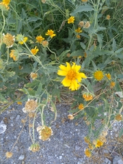 Verbesina encelioides