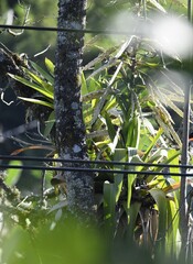 Tillandsia fendleri, photograph (c) Zac Peterson, some rights reserved (CC BY)