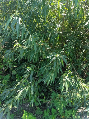 Salix gmelinii, photograph 3