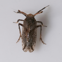 Asiraca clavicornis