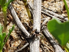 Habronattus pyrrithrix